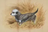 'dazzle', a dandie dinmont by Basil James Nightingale, Watercolour, sold Nov 2025