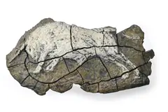 Bull relief by Hamish Mackie, 2017, Bronze, sold Oct 2025