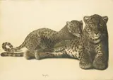 Deux panthères by Georges Lucien Guyot, Fusain et pastel sur papier, sold Apr 2026