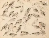 Etude d’oiseaux by Xavier de Poret, Crayon noir, sold Jul 2011