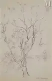 Étude d’un arbre by Mikhail Larionov, Mine de plomb sur feuille à carreaux, sold Dec 2025