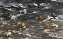 King Eider by Christine Isherwood, gouache on paper, sold Nov 2024