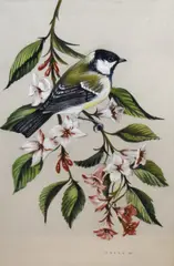 Great Tit & Weigela by John Crank, watercolour, sold Nov 2024