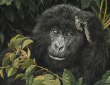 Mischief - highland gorilla by Willem Sternberg de Beer, Oil on canvas, sold Jul 2025