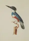 Martin-pêcheur ou Megaceryle by Jean Gabriel Prêtre, Aquarelle sur papier, sold Jun 2024
