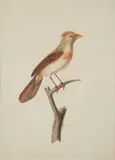 Cardinal rouge by Jean Gabriel Prêtre, Aquarelle sur papier, sold Jun 2024