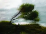 L'arbre à vent by Patrick Wack, 2014, Tirage photographique pigmentaire sur Dibond, sold Jun 2026