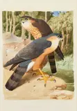 Deux éperviers by Pierre-Adolph Wahast, 1841, Aquarelle Signée et datée, sold Nov 2025
