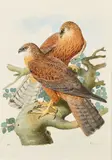 Deux rapaces by Pierre-Adolph Wahast, 1841, Aquarelle Signée et datée, sold Nov 2025