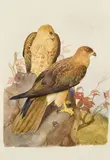 Deux rapaces by Pierre-Adolph Wahast, 1841, Aquarelle Signée et datée, sold Nov 2025
