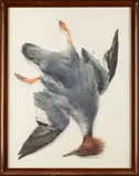 Trophée de harle huppé by André Wilquin, Aquarelle signée en bas à droite, sold May 2026
