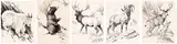 Five Works: Rocky Mountain Goat (#0155), Black Bear (#0145), Elk (#0146), Big Horn Sheep, Male (#0156), Mule Deer (#0142) by Clarence Ingwall Tillenius, ink on paper, sold Mar 2026