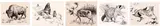 Five Works: Buffalo (#0140), Seals (#0785), Reindeer (#0143), Raccoon (#0144), Cougar (#0151) by Clarence Ingwall Tillenius, ink on paper, sold Mar 2026