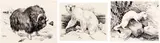 Three Works: Musk Ox (#0158), Polar Bear (#0154), Ermine (#0147) by Clarence Ingwall Tillenius, ink on paper, sold Mar 2026