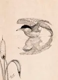 Bird on Water (#00129) by Lori Bennett, ink on paper, sold Feb 2026