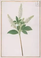 Fleurs d’ortie by Nicolas Robert, Aquarelle partiellement gouachée sur parchemin, sold May 2023