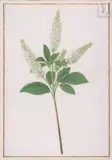 Fleurs d’ortie by Nicolas Robert, Aquarelle partiellement gouachée sur parchemin, sold May 2023