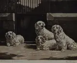The Clumbers of Sandringham by Reuben Ward Binks, print, sold May 2024