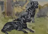 Labradors by George Vernon Stokes, watercolour, sold May 2024