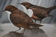 Dippers by John Cranks, gouache, sold May 2024