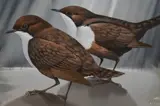 Dippers by John Cranks, gouache, sold May 2024