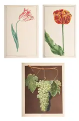 Untitled by George Brookshaw, Aquatint and engraving, printed in colour and finished by hand, sold Jul 2025