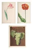 Untitled by George Brookshaw, Aquatint and engraving, printed in colour and finished by hand, sold Jul 2025