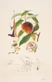 Untitled by Salvador Dalí, engraving and embossing, sold Jun 2025