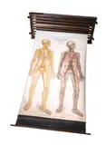 After frank frohse, c.1940 by Nine American Amer-frohse Anatomical Teaching Charts, print (other), offered Oct 2026