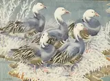 Blue Geese by Noel William Cusa, watercolour, sold Aug 2026