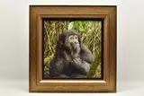 Young mountain gorilla , rwanda by Y Tony Forrest, oil on canvas, sold Aug 2026