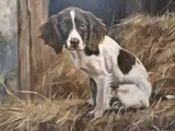 Springer spaniel puppy by Y John Trickett, oil on canvas, sold Aug 2026