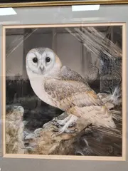Barn owl by Graham Bradshaw, 1983, watercolour, sold Jul 2026