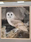 Barn owl by Graham Bradshaw, 1983, watercolour, sold Jul 2026