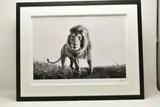 Hunter by Anup Shah, print, sold Jun 2026