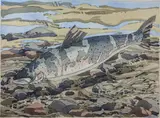 Salmon by Neil Welliver, etching with aquatint, sold Feb 2019