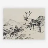 Mountain Caribou by Carl Rungius, etching and dry point, sold Jul 2019