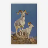 Dall Sheep by Carl Rungius, oil on canvas, sold Jul 2019