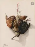 Bécasse by Henri de Linarès, Gouache, sold May 2026