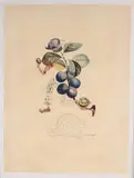 Prunier hatif, planche de la série des Flordali by Salvador Dalí, Lithographie en couleurs, eau-forte et pointe sèche sur papier Auvergne, sold Dec 2025