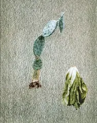 Cactus and lettuce by Boyd Webb, 1984, Photographie couleur, sold Jun 2025