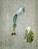 Cactus and lettuce by Boyd Webb, 1984, Photographie couleur, sold Jun 2025