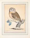 Petit hibou de Nouvelle Écosse, Strix Acadensis by Thomas Davies, Aquarelle et gouache sur papier, sold Apr 2026