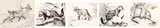 Five works: Barren Ground Caribou (#00052), Weasel (#00057), Red Fox (#00060), Mink (#00055), Muskrat (#00062) by Clarence Ingwall Tillenius, ink on paper, sold Feb 2026