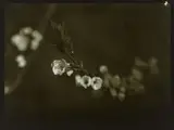 Frühlingsknospen vom Apfelbaum by Josef Sudek, 1968, Vintage. Silbergelatineabzug, sold Nov 2019
