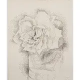 Rose pointilliste by Dora Maar, Encre de Chine sur papier, sold Mar 2017