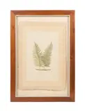Untitled - Fern Leaves - 20th century by La Roche Laffitte, watercolor on silk laid to paper, sold Nov 2024