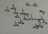 Untitled by Richard Evett Bishop, etching "On the Eastern Shore", sold Oct 2018