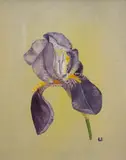 Alyogyne by Joy Fremlin, Oil on board, offered Aug 2026
