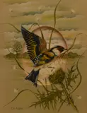 Goldfinch by Janet Pulford, Watercolour, offered Aug 2026